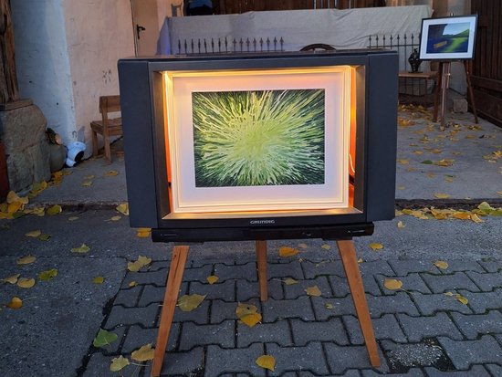Ein alter Fernseher steht auf einem hölzernen Staffelei und dient als Bilderrahmen für eine Fotografie einer grün leuchtenden, stacheligen Pflanze. Im Hintergrund ist ein gepflasterter Hof mit herbstlichen Blättern zu sehen.