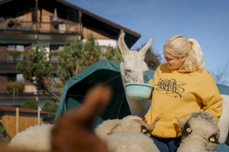 eine Frau füttert eine weißes Lama und die Böcke wollen auch etwas 