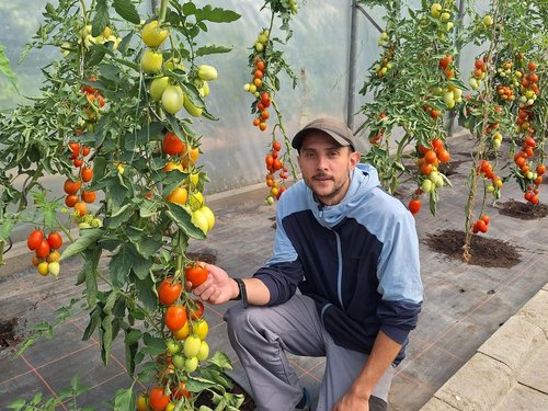 Ein Mann kniet in einem Gewächshaus zwischen hohen Tomatenpflanzen. Er hält eine reife rote Tomate am Strauch und blickt in die Kamera. Die Pflanzen tragen viele Früchte in verschiedenen Reifestadien von grün bis rot.